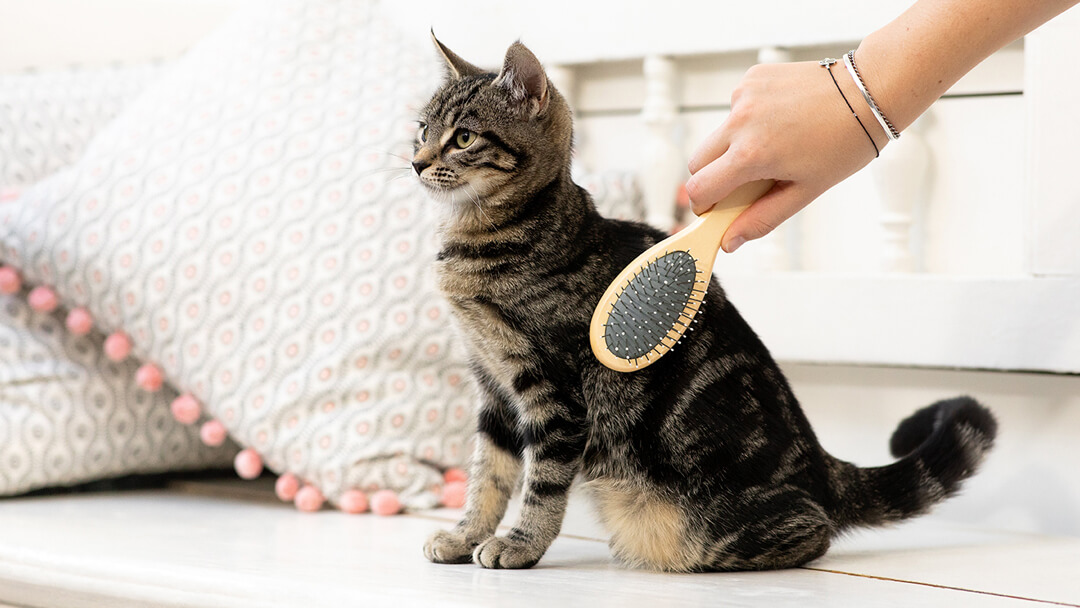 Kitten toothbrush clearance